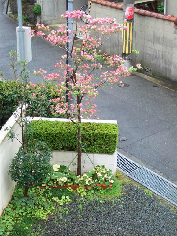 ハナミズキ